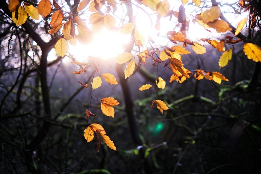 Höstvandringens mångfald – Upplev Sverige när löven skiftar färg
