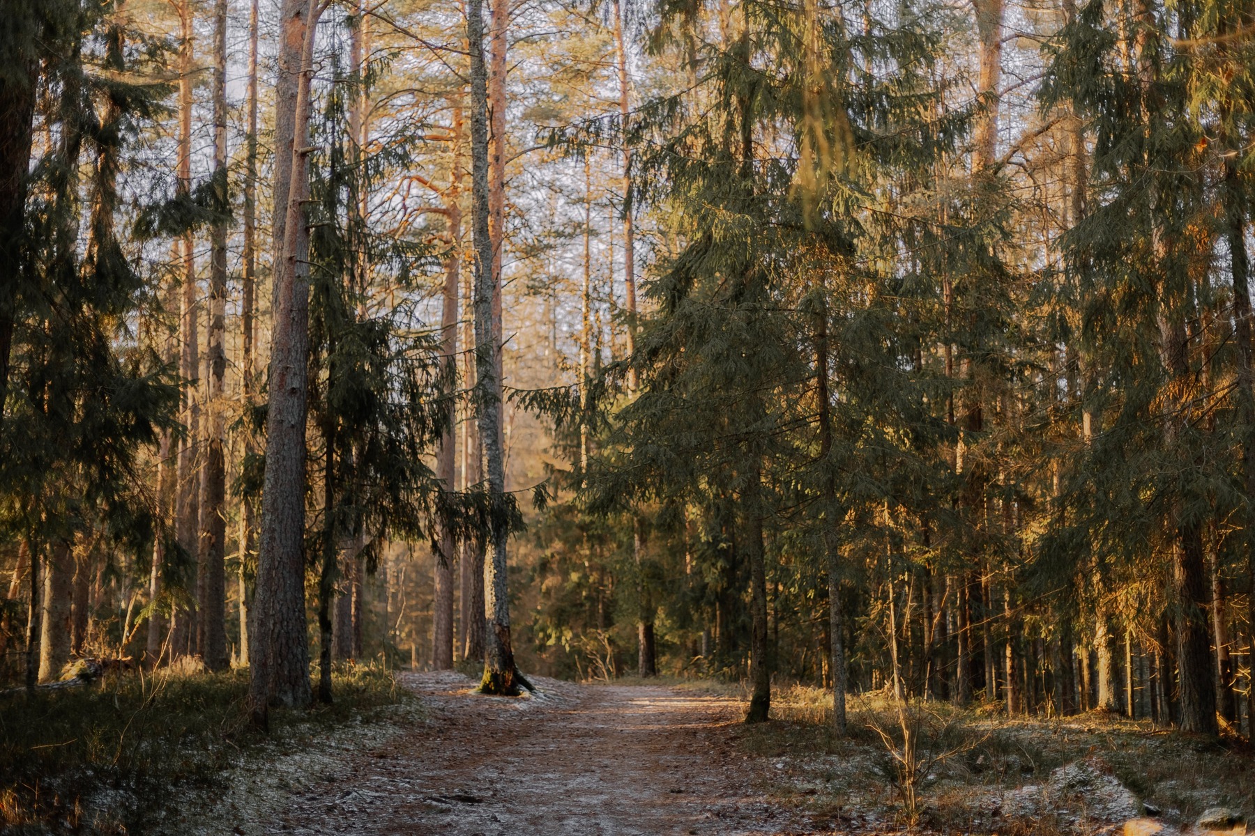 Vinterns andlöst vackra vandring: Utforska Skuleskogens nationalpark